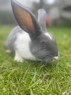 Konijnen (franse hangoor x vleeskonijn), Meerdere dieren, Middelgroot, Hangoor, 0 tot 2 jaar