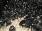 Kuikens Mechelse koekoek, Dieren en Toebehoren