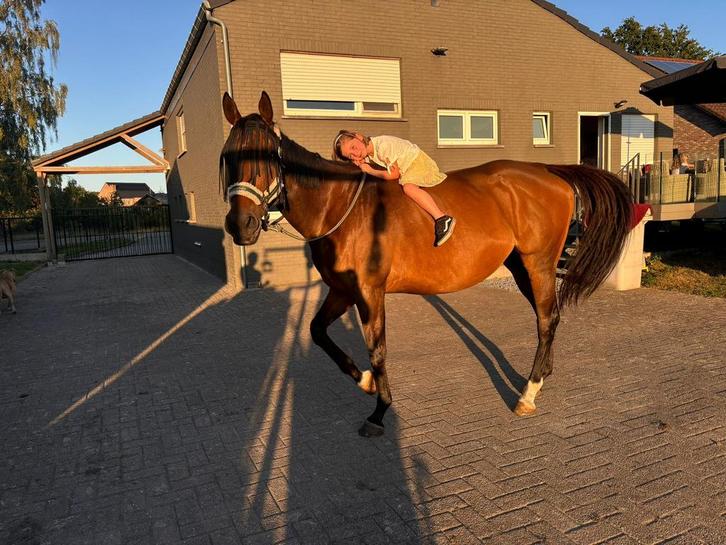 Volbloed, Dieren en Toebehoren, Paarden, Merrie, Zadelmak, 165 tot 170 cm, 11 jaar of ouder, Recreatiepaard, Met stamboom, Gechipt