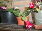 Schlumbergera - Lidcactus - Kerstcactus, Bloeiende kamerplant, Ophalen, Vetplant, Volle zon