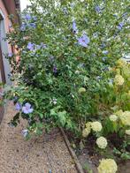 Hibiscus op stam, Tuin en Terras, Planten | Bomen, Ophalen, Halfschaduw, Overige soorten, 100 tot 250 cm