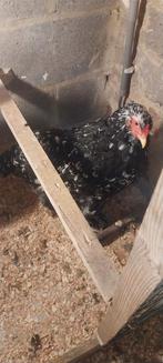 Poule brahman, Dieren en Toebehoren, Pluimvee | Toebehoren