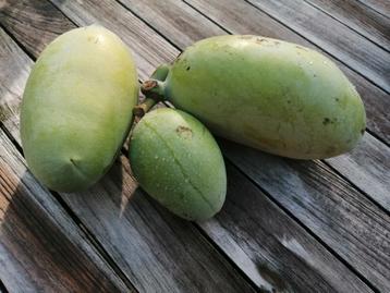 Bio pawpaw fruit beschikbaar voor biedingen
