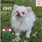 Spitz "Lulu, Sunny et Bambi" recherchent un nid douillet, Animaux & Accessoires, Chiens | Huskys, Loulous & Types primitifs, 15 semaines à 1 an