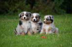 Australische Herder pups te koop - Ouders aanwezig, CDV (hondenziekte), Meerdere, 8 tot 15 weken, Meerdere dieren