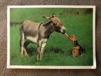 Carte postale Turquie, humour, âne, chien, Keskin Color, Affranchie, 1980 à nos jours, Enlèvement ou Envoi