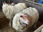 Raszuivere jonge ooitjes met ooilam, Dieren en Toebehoren, Schapen, Geiten en Varkens, Vrouwelijk, Schaap, 0 tot 2 jaar
