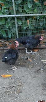 Marans hanen, Dieren en Toebehoren, Pluimvee