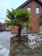 Palmboom (stam 180 cm), Jardin & Terrasse, Plantes | Arbres, Enlèvement, Palmier