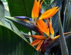 Strelitzia, Huis en Inrichting, Kamerplanten, Ophalen