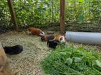 Cavia's, Animaux & Accessoires, Rongeurs, Cobaye, Femelle