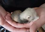 Fretjes 5x van 14 April 2025, Animaux & Accessoires, Rongeurs, Furet