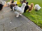 Broedeieren USA Zijdehoen, Dieren en Toebehoren, Pluimvee, Kip