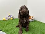 Cockapoo pups, België, 8 tot 15 weken, CDV (hondenziekte), Meerdere