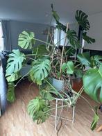 Monstera plant +/- 7 jaar oud, Huis en Inrichting, Kamerplanten, Ophalen, 100 tot 150 cm, Overige soorten, Volle zon