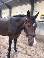 Paarde te koop, Dieren en Toebehoren, Paarden, Springpaard, M, 11 jaar of ouder, 165 tot 170 cm