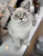 Cinnamon Dominant Bleu Eyes & Lilac tabby point, Meerdere dieren, Gechipt, 0 tot 2 jaar