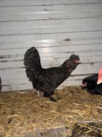 Kippen, Dieren en Toebehoren, Pluimvee