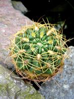 cactus - GYMNOCALYCIUM MULTIFLORUM, Ophalen of Verzenden, Cactus