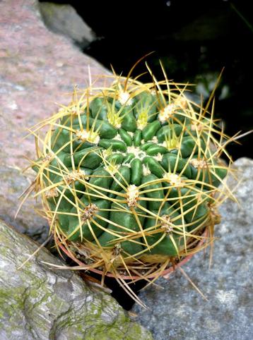 cactus - GYMNOCALYCIUM MULTIFLORUM beschikbaar voor biedingen