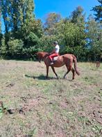 Lief wandelpaard fokmerrie, Dieren en Toebehoren, Paarden