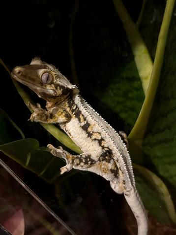 1.0 Lilly white wimpergekko man beschikbaar voor biedingen