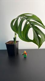 Monstera esqueleto (5), Overige soorten, In pot, Minder dan 100 cm, Groene kamerplant