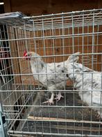 Marans splash haan, Dieren en Toebehoren, Pluimvee, Mannelijk, Kip