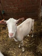 Melkgeiten, Dieren en Toebehoren, Schapen, Geiten en Varkens, Vrouwelijk, Geit, 0 tot 2 jaar