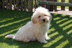 Prachtige Maltipoo pup (reutje, +/- 5kg), België, CDV (hondenziekte), 8 tot 15 weken, Meerdere