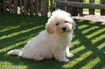 Prachtige Maltipoo pup (reutje, +/- 5kg) beschikbaar voor biedingen