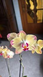 Orchideeen, Huis en Inrichting, Kamerplanten, Ophalen