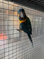 Blauwkeel ara tam, Dieren en Toebehoren, Vogels | Parkieten en Papegaaien, Mannelijk, Papegaai, Tam