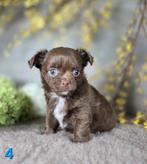 Chihuahua pups langhaar Chi pup, Dieren en Toebehoren, België, Fokker | Hobbymatig, CDV (hondenziekte), 8 tot 15 weken