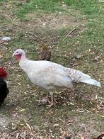 Kalkoen hen en kuiken, Kalkoen