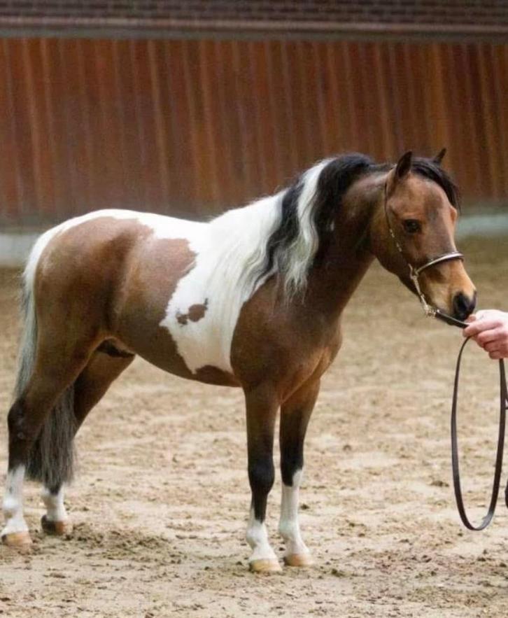 Superlieve 100% Amha minipaard Hengst te koop, Dieren en Toebehoren, Pony's, Hengst