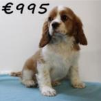 Cavalier King Charles-puppy’s te koop – echte hartendiefjes!, Dieren en Toebehoren, Honden | Chihuahua's en Gezelschapshonden