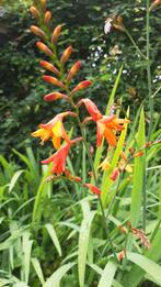 Crocosmia oranje, Ophalen