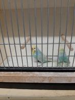 Kleurgrasparkiet, Dieren en Toebehoren, Vogels | Parkieten en Papegaaien