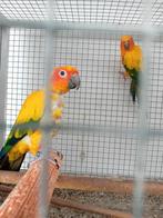 Paire de perruches solaires '17, Animaux & Accessoires, Oiseaux | Perruches & Perroquets