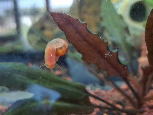 Posthoornslak, Dieren en Toebehoren, Vissen | Aquariumvissen, Zoetwatervis, Slak of Weekdier