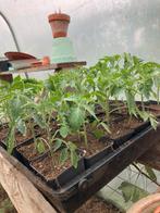 Tomaten planten, Tuin en Terras, Planten | Tuinplanten, Ophalen