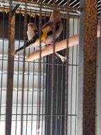 Jonge distelvink met kooi zelf uit te kiezen, Geslacht onbekend, Wildzangvogel, Geringd