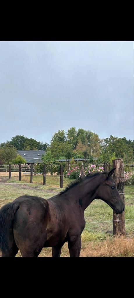 Hengstenveulen, Dieren en Toebehoren, Paarden