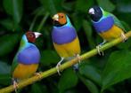 Verschillende tropen uit onverwarmde buitenvolière, Tropenvogel