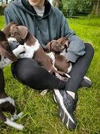 duitse staande korthaar pups, CDV (hondenziekte), Meerdere, 8 tot 15 weken, Meerdere dieren