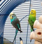 Parkietenpaar met kooi en accessoires, Dieren en Toebehoren, Vogels | Parkieten en Papegaaien, Meerdere dieren, Parkiet