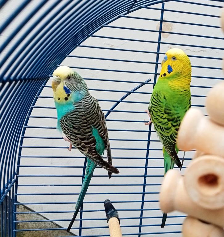 Parkietenpaar met kooi en accessoires, Dieren en Toebehoren, Vogels | Parkieten en Papegaaien, Parkiet, Meerdere dieren