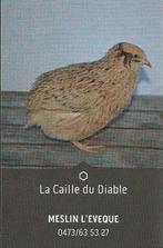 Oeufs de caille à vendre, Animaux & Accessoires, Enlèvement, Neuf