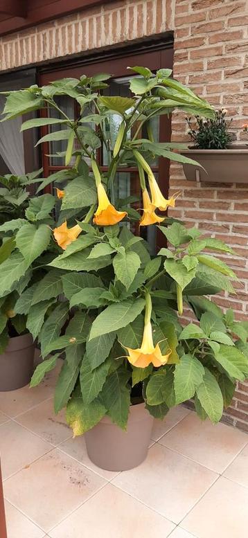 Brugmansia  Engelentrompet Datura geel 17 cm hoogte  beschikbaar voor biedingen